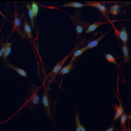 labelled neurones